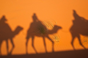 Camel shadows in the desert.
