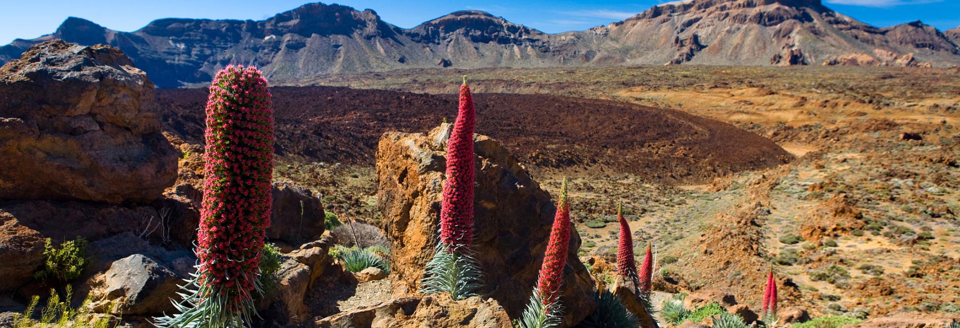 The Island of Eternal Spring with 365 Days to Enjoy Life Travel to