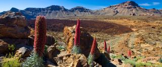 Mt. Teide