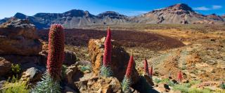 Mt. Teide 